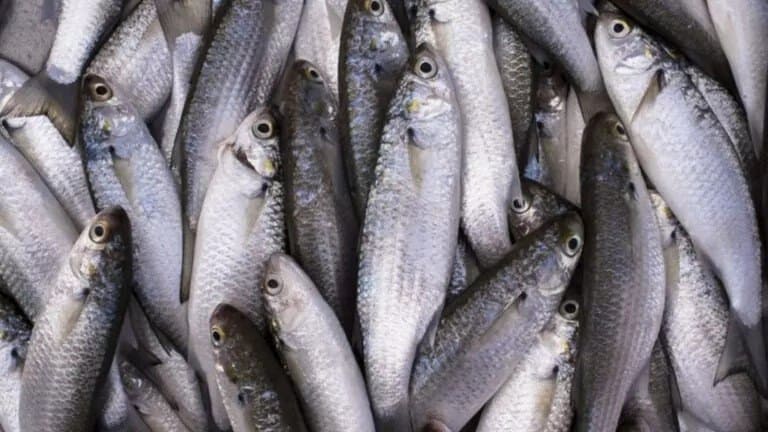MPA publica edital de seleção de embarcações para autorização de pesca da tainha