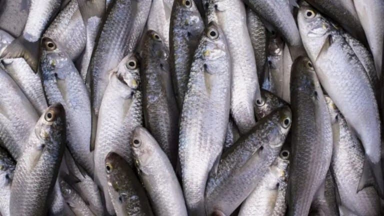 MPA divulga lista final de embarcações credenciadas para a pesca da tainha em 2026
