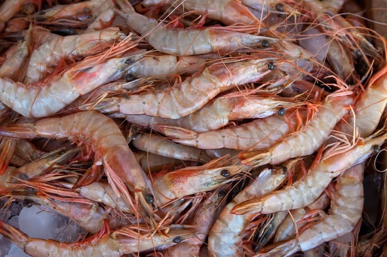 MPA e MMA orientam pescadores sobre início do período de defeso do camarão marinho em Alagoas, Sergipe e Bahia
