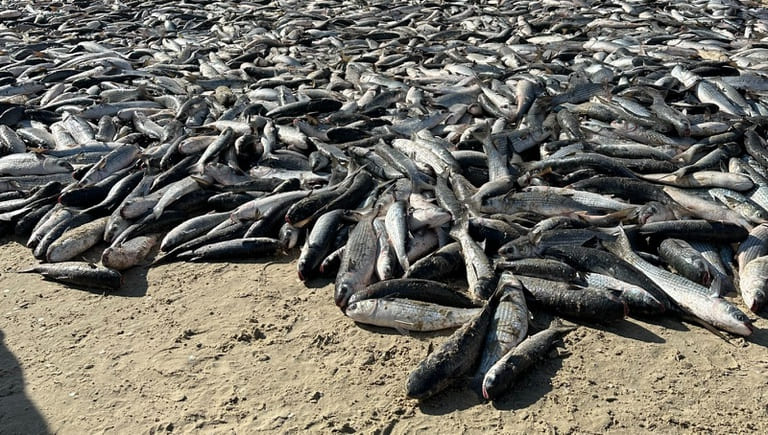 Cotas da tainha são essenciais para sustentabilidade, produtividade e futuro da pesca em regiões do Brasil