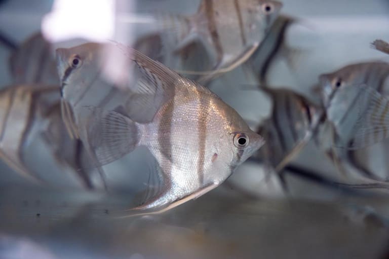 Inédito no país, Governo Federal lança Selo Nacional da Aquariofilia